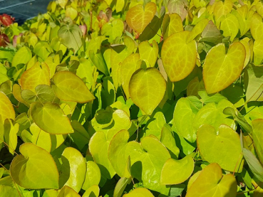 Epimedium x versicolor "Sulphureum"  - (Elfenblume "Sulphureum" ),